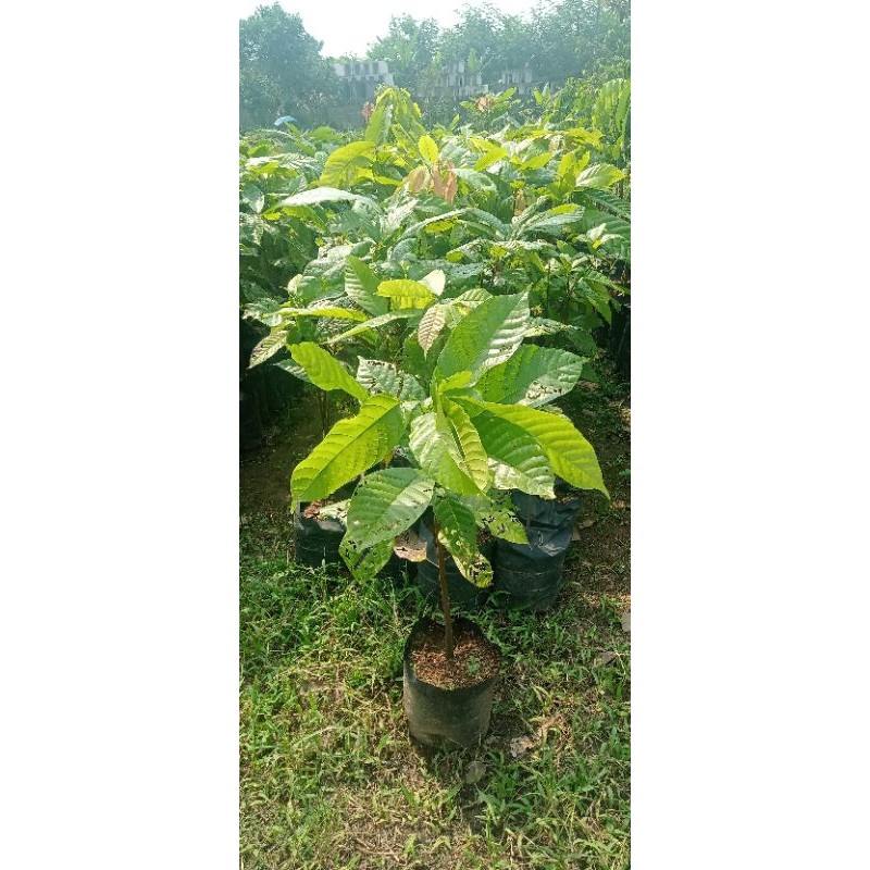 Promo Bibit Cokelat / Kakao Jenis MCC 02 ( Dari Biji ) (Reungit Geulis)