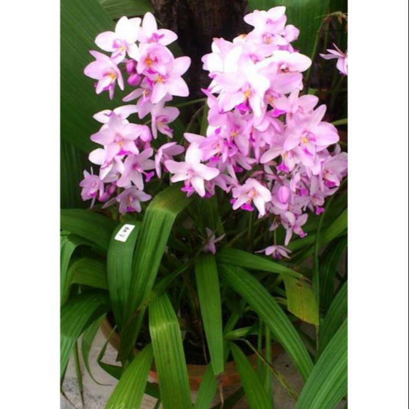 TANAMAN TERAS HIJAU - TANAMAN HIAS - Tanaman Hias Anggrek Tanah Ungu Muda Berkualitas