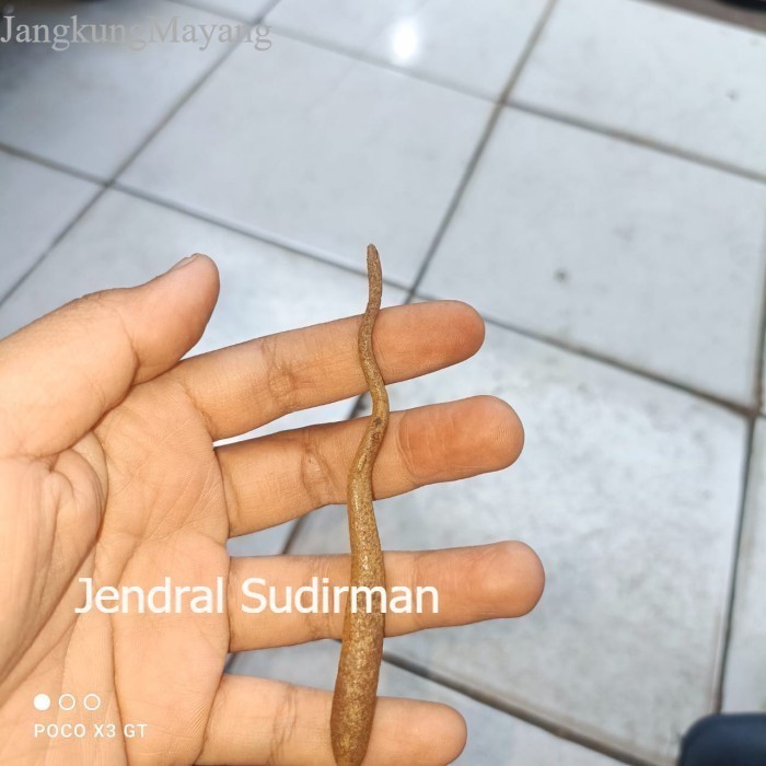 A azimmat cacing kanil sepuh berpamor Murah Meriah JD21 antik