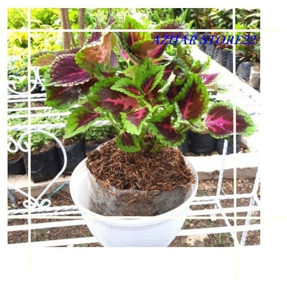 TANAMAN HIAS MIANA/JAWER KOTOK