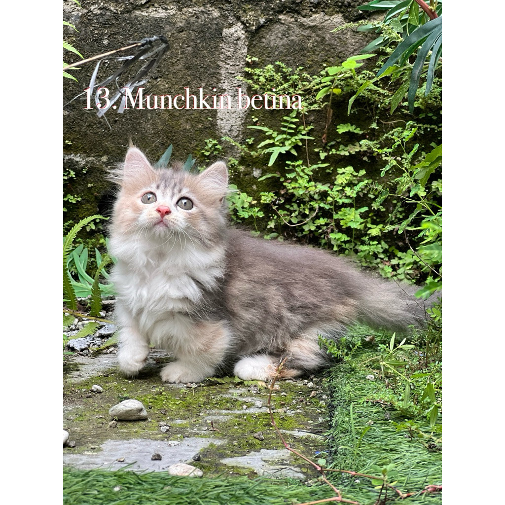Kucing Munchkin cebol betina