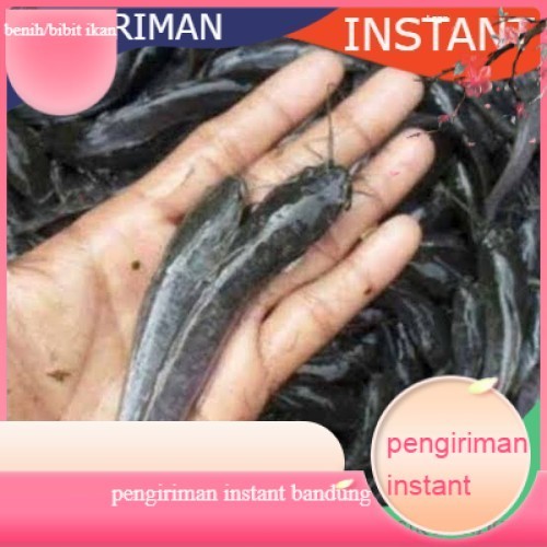 Bibit lele ukuran 10 - 11 cm per 1000 ekor GROSIR BANDUNG