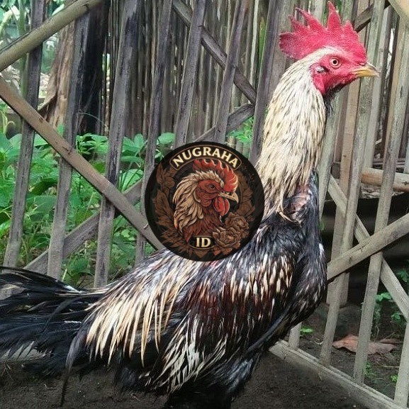 Telur Ayam Fertil Telur Tetas Ayam Aduan Mangon IQ X Pama NUGRAHA ID