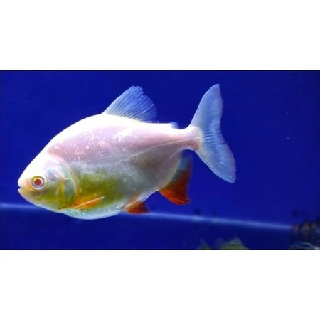 Hiasan Aquarium Bawal Pacu -+7cm Albino al pemakan pelet bisa jumbo
