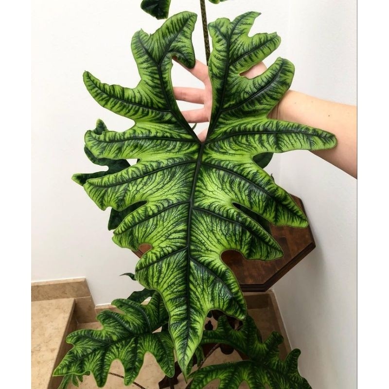 Alocasia Thailand Jacklyn Bonggol Bibit