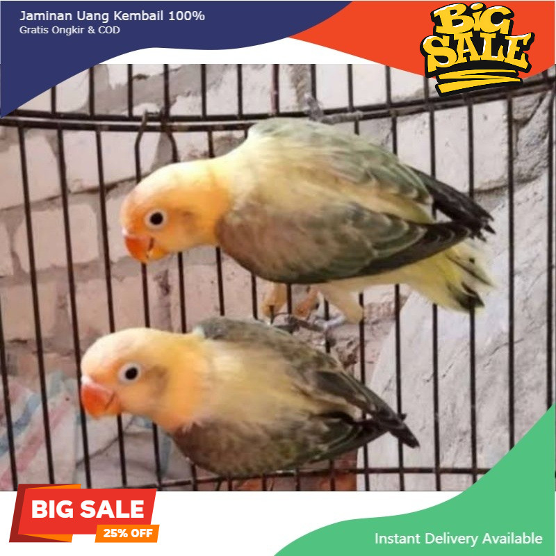 BURUNG LOVEBIRD PB BIOLA EUWING MOVE