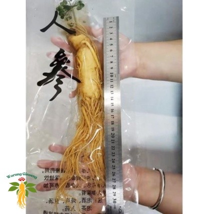 200gr Ginseng Merah Korea Fresh Ginseng Root Vacuum