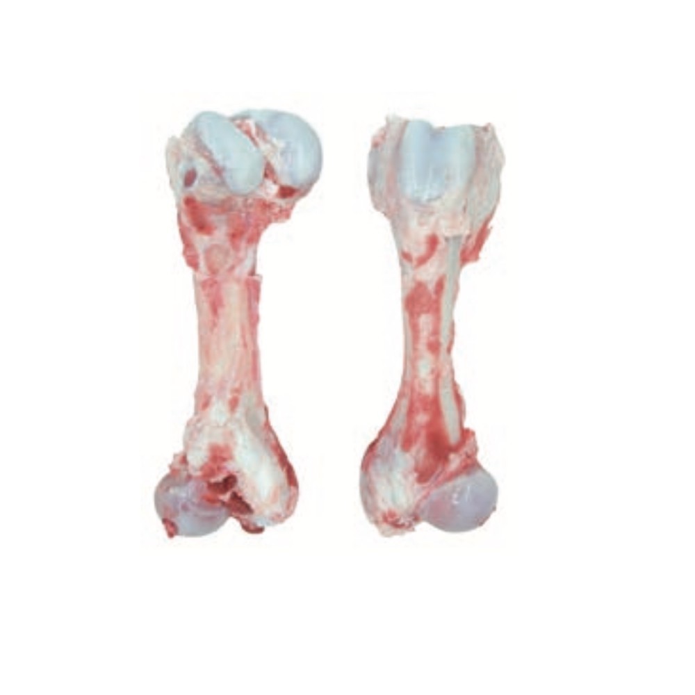 Tulang paha babi / tulang sumsum