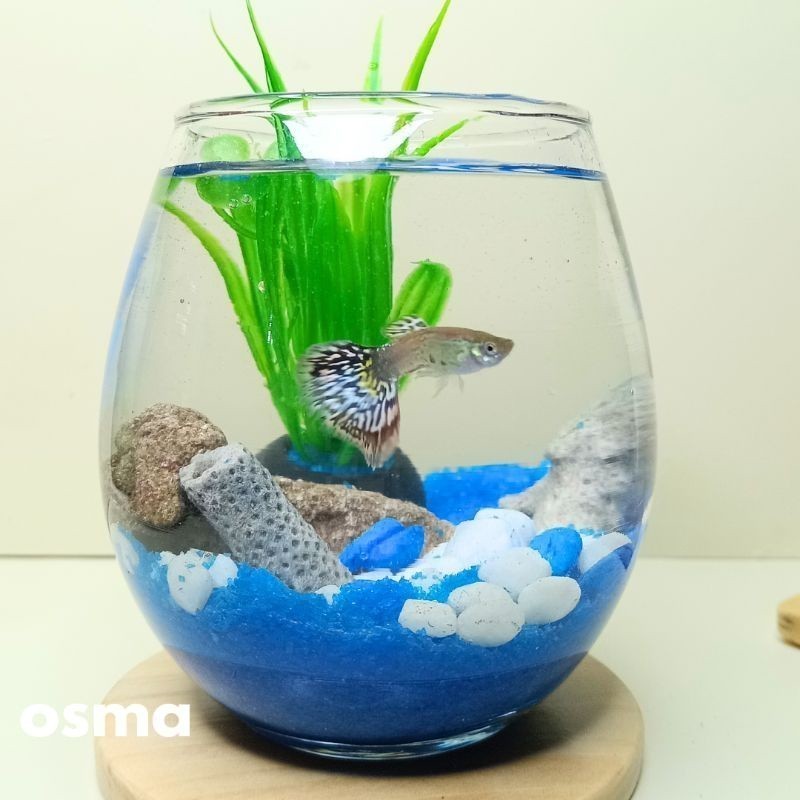 Ael Inti perkasa- HEAVENLY - AQUATIC- Paket Aquarium mini aestetik warna | Aquarium mini ikan cupang