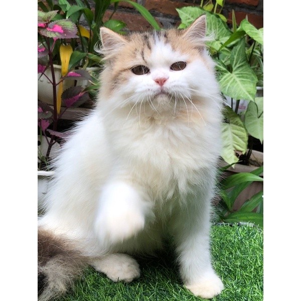 kucing persia betina calico