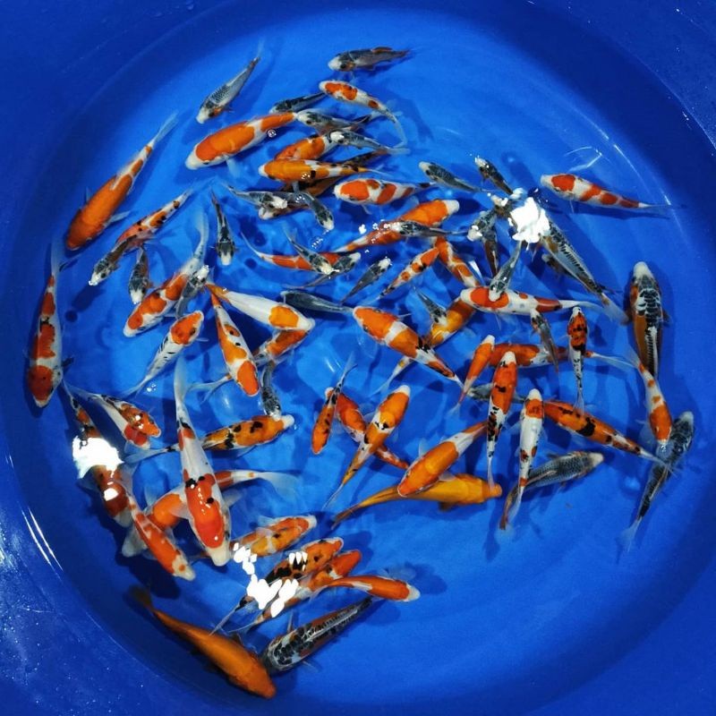 Ikan Koi Size 10-15 Kohaku Sanke Shiro Showa blitar