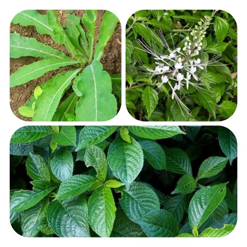 Paket Segar / Kumis Kucing / Keji Beling / Tempuyung-Az R2