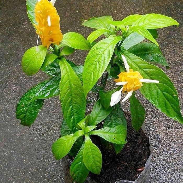Tanaman Hias Lolipop Bunga Kuning / Bunga Hias Lilin Lolipop Kuning Tanaman Hidup Lilin Lolipop Bung