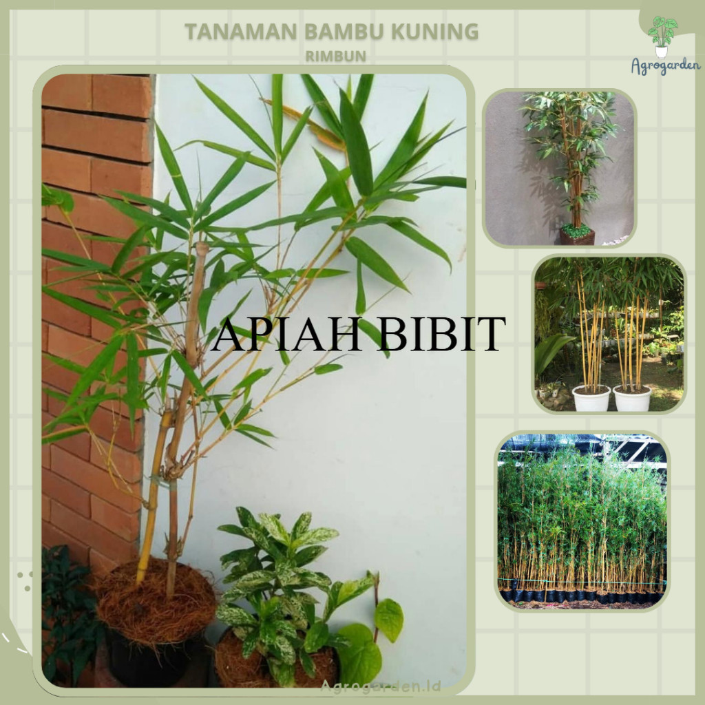 Tanaman Hias Bambu Kuning - Tanaman Hias Bambu Kuning - Bibit Pohon Bambu Kuning Jepang / Pring Kuni