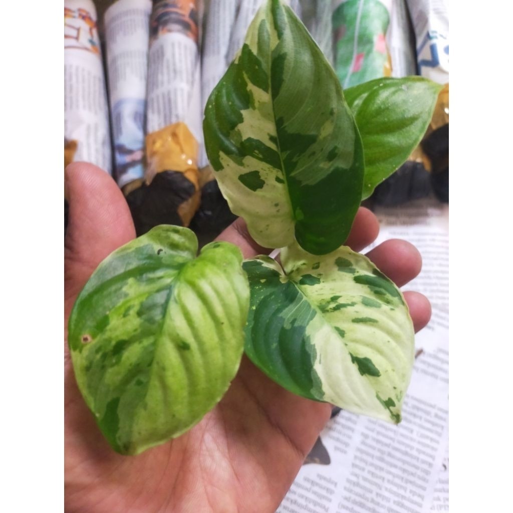 Murah Homalomena Rubescens Variegata Tanaman Pethetan Cantik