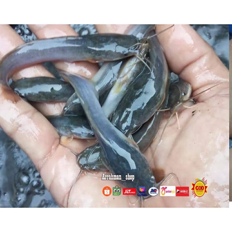 Terlaris ReadyBibit Lele Ukuran 10-12 cm - Pakan Ikan Predator Ikan Lele Anakan