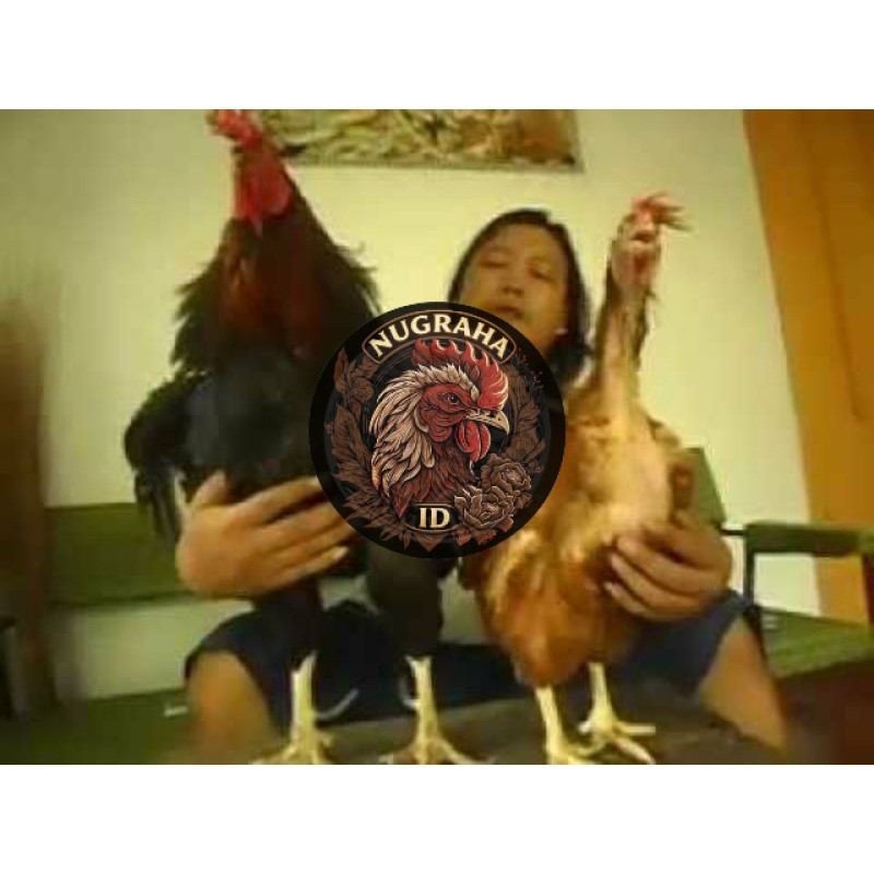 TELUR AYAM JAWA SUPER BESAR / JOPER NUGRAHA ID