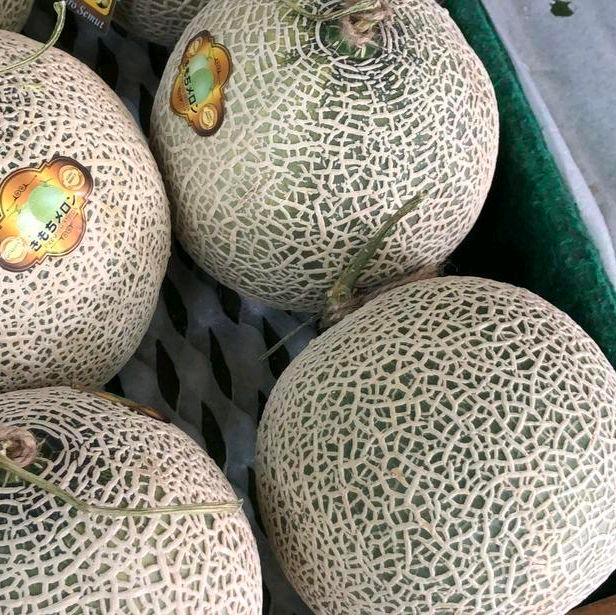 Melon jepang hydroponik 1 buah