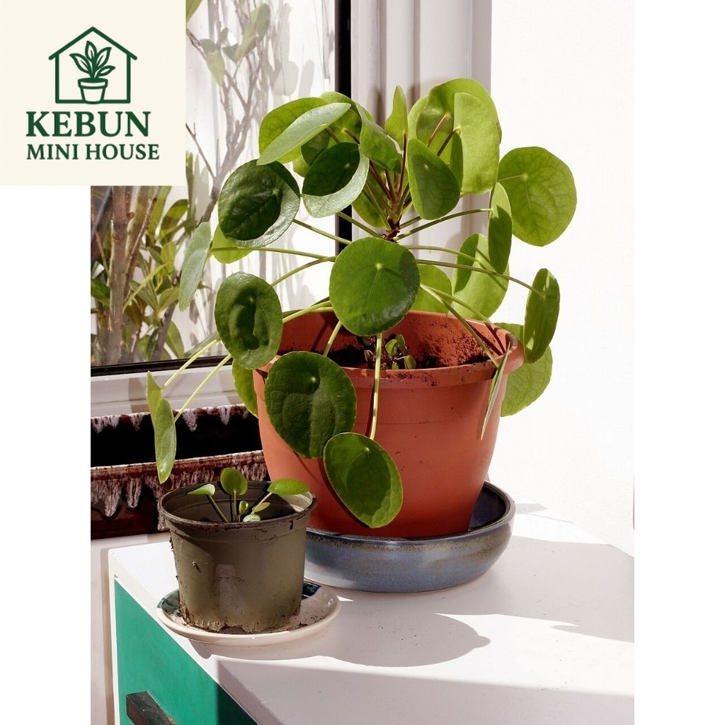 (NEW) Chinese Money Plant (Pilea peperomioides) | bibit peperomia pilea