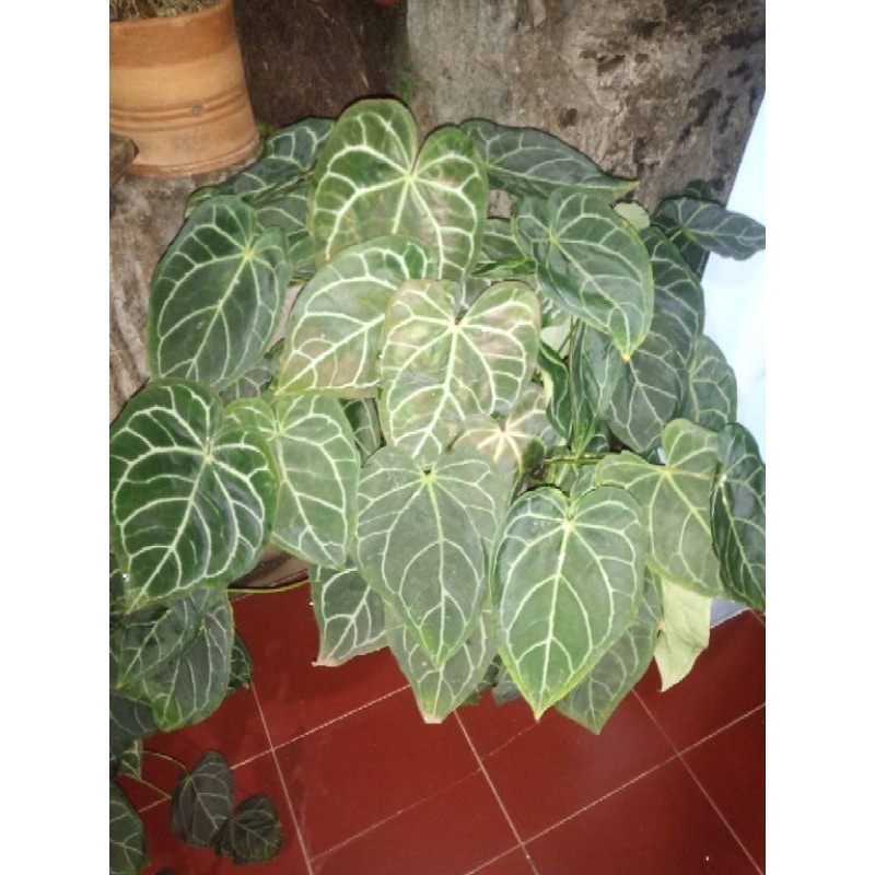 New Promo Tanaman hias kuping gajah - Crystalum anthrum   Raja.Bonggol