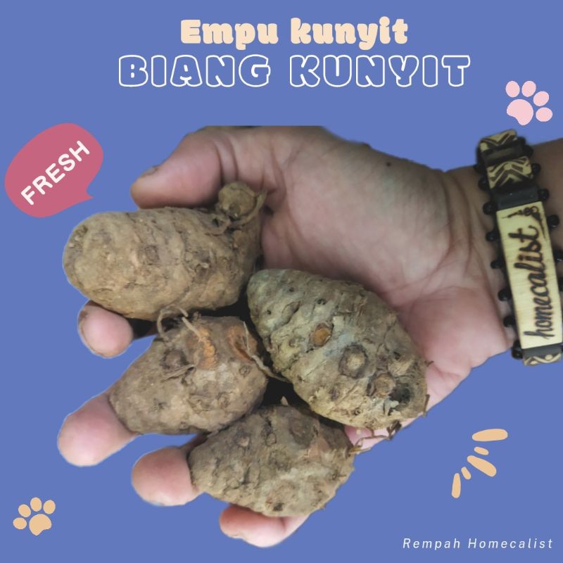 Biang Kunyit 1kg Biang Kunyit Segar Empu Kunyit