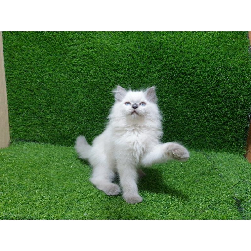 SUPERAN Kitten Persia & Himalaya Jual Kitten Anak kucing