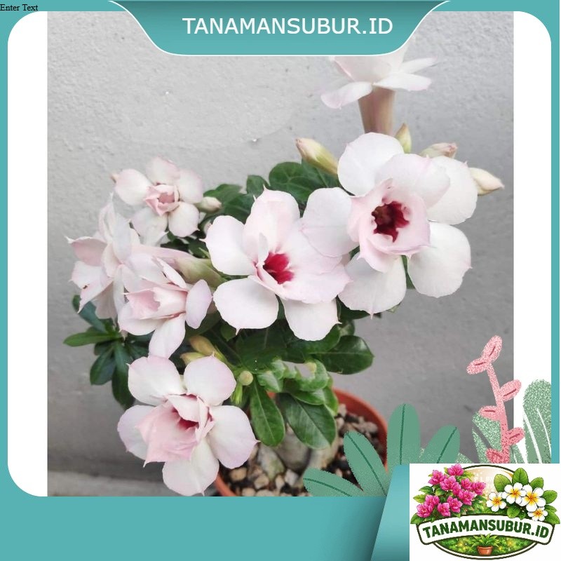 Adenium Kamboja Jepang Bunga Tumpuk Putih