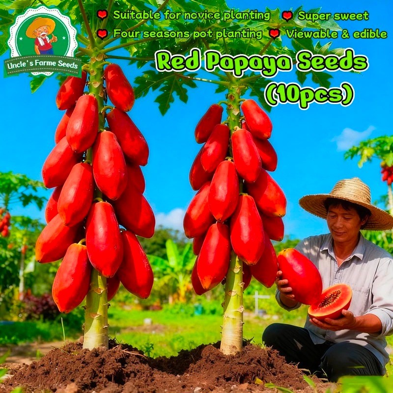 3 Bibit Pepaya Asli merah pepaya Impor benih pepaya bangkok jumbo benih buah Super Unggul benih biji