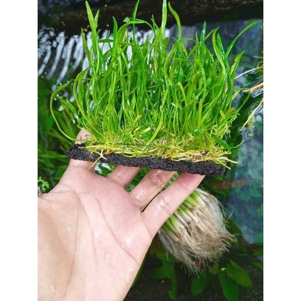 liliopsis media pakis tanaman aquscape lestari