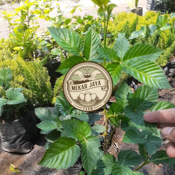 Bibit Unggul Pilihan Berkualitas Bibit Tanaman Buah Blackberry Import Mekarjaya Farm