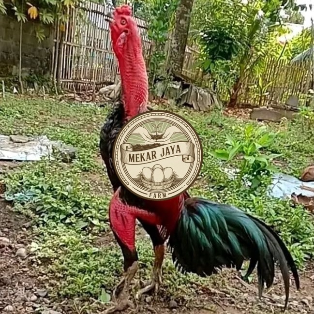 TELUR AYAM PETARUNG GANOI VIETNAM KAKI GUNUNG ORI Mekarjaya Farm