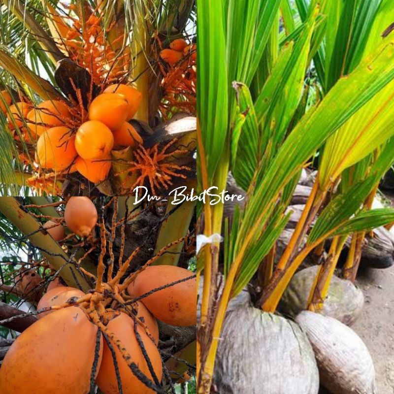 Bibit Kelapa Gading Orange Asli 100% | Bibit Kelapa Gading Oren Valid