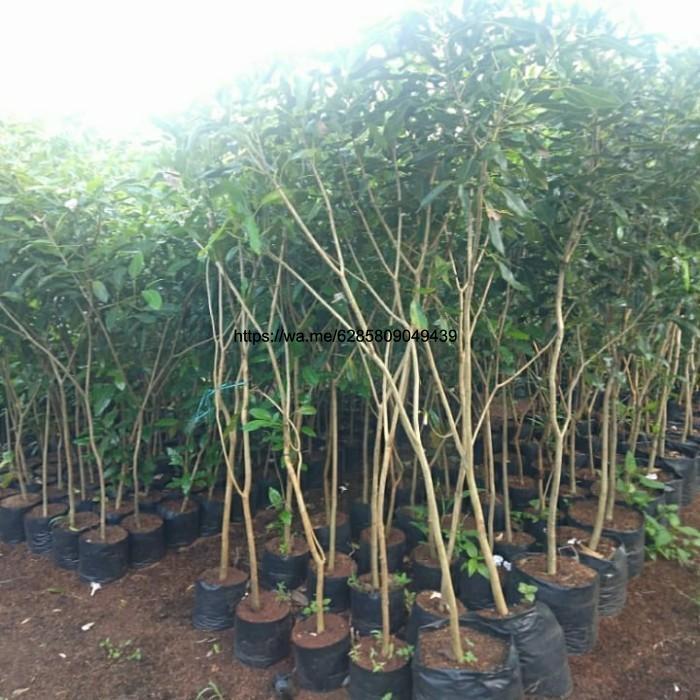 pohon tabebuya rosea bunga fing.