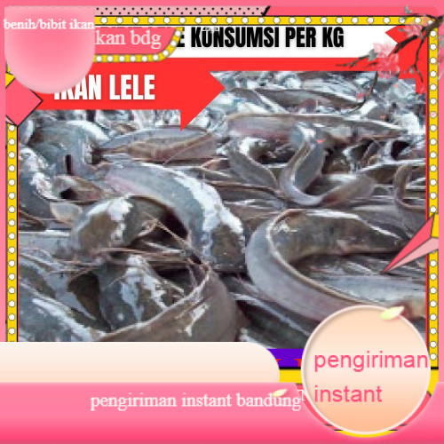 bibit lele sangkuriang konsumsi per kilo GROSIR BANDUNG