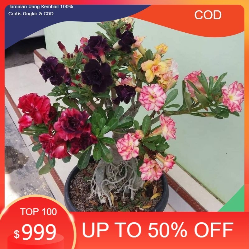 Adenium Kamboja / Adenium Kamboja Bunga Tumpuk / Adenium kamboja Jepang / Adenium kamboja 1000 Batan