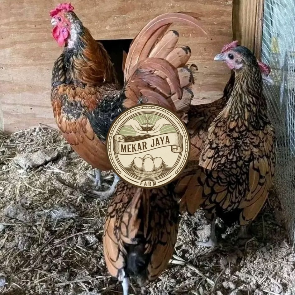 TELUR AYAM HIAS BATIK KANADA untuk ditetaskan Mekarjaya Farm