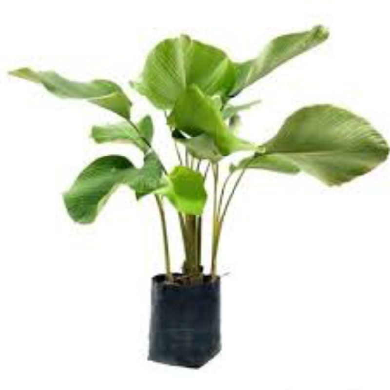 Tanaman hias Bunga calathea lutea/calatea pisang / calatea pisang terlaris