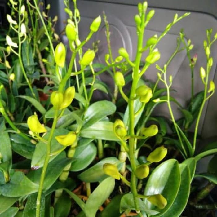 Anggrek Dendrobium Sudah Berbunga - Anggrek Dendrobium Spike - Anggrek Dendrobium Knop