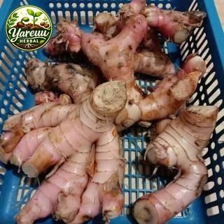 Lengkuas / lengkoas / laja Segar Bandung 100gram