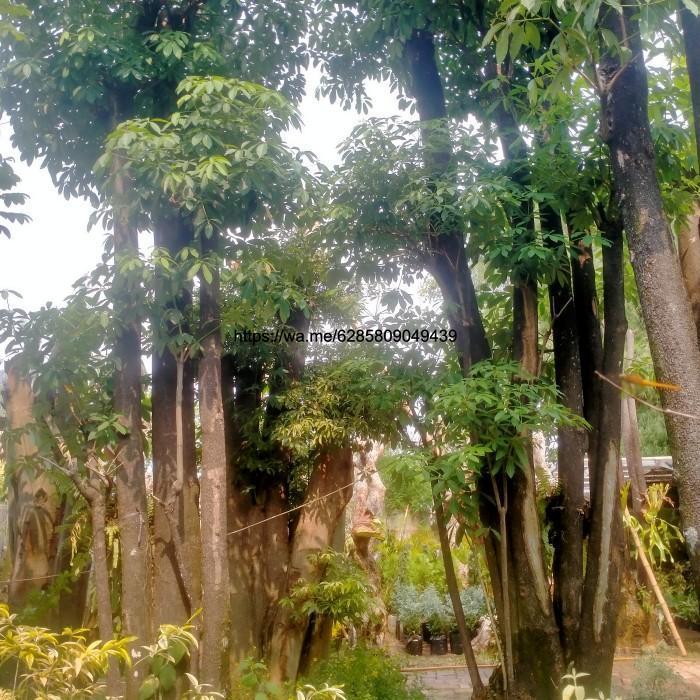 pohon pule gruping besar