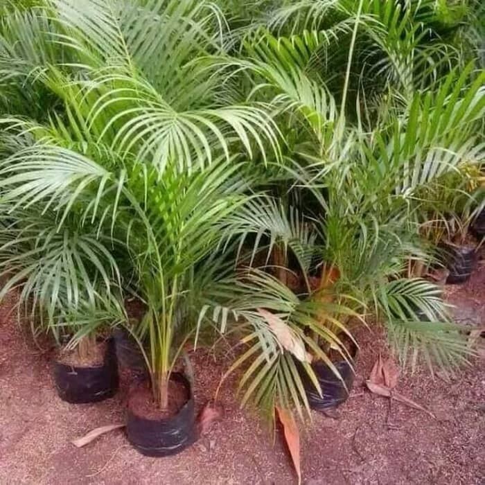 Tanaman pohon palem kuning - pohon palm kuning - palem kuning