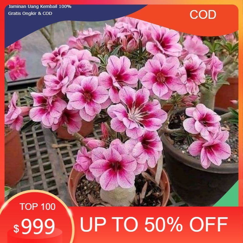 Kemboja Jepang - Adenium  Tumpuk - Kamboja Jepang/ADENIUM BUNGA TUMPUK/ADENIUM BONGGOL BESAR/ADENIUM