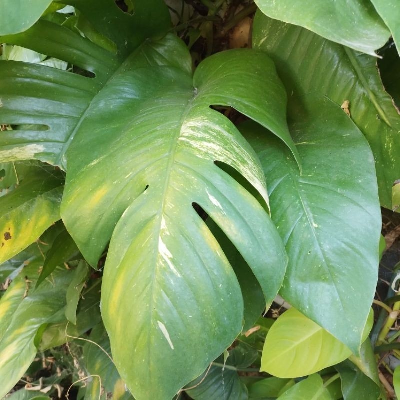 Fresh cutting ekor naga epipremnum jumbo