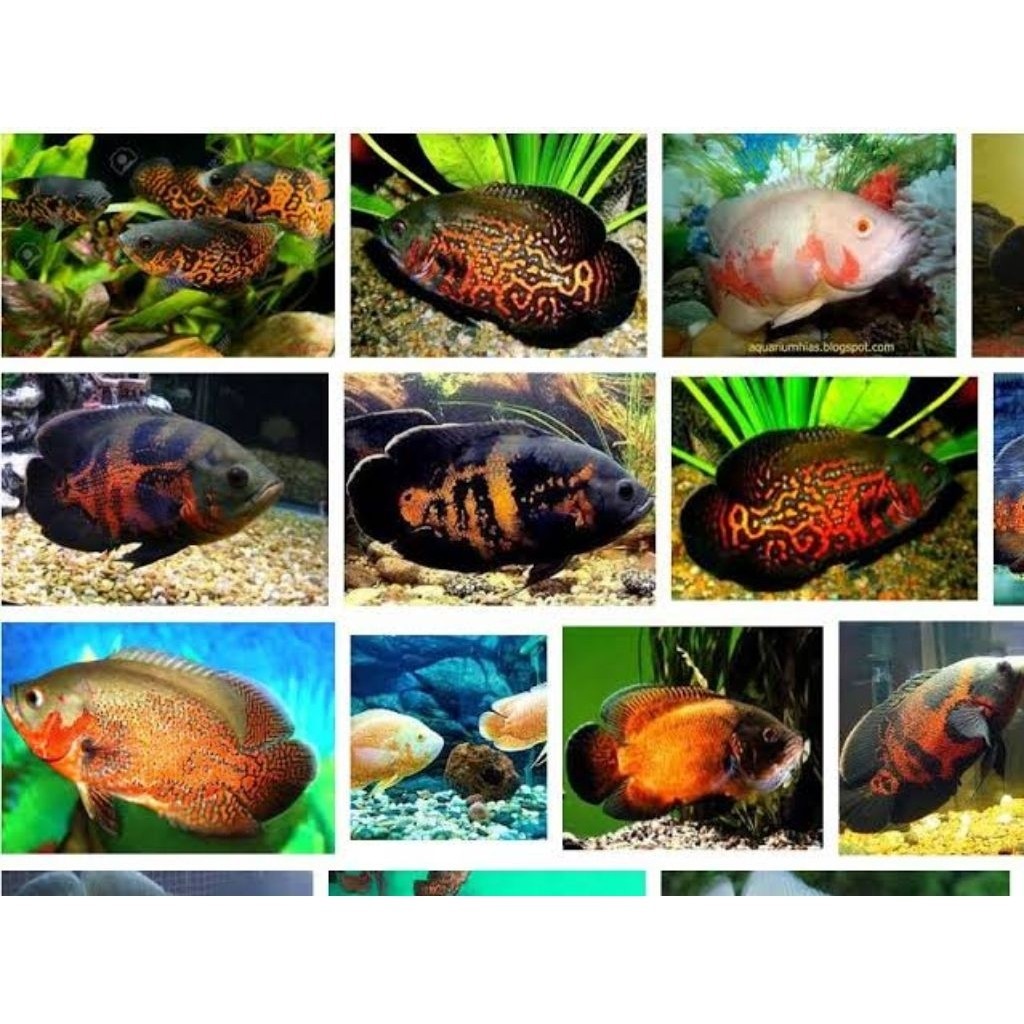 Oscar Tiger batik Tiger albino Paris tembaga Paris albino -+7cm tankmate terbaik