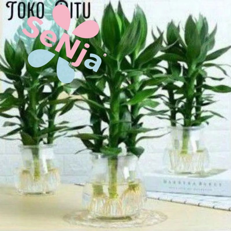 BAMBU KBERUNTUNGAN LANGKA IMPOR BAMBU HOKI BESAR GEMUK