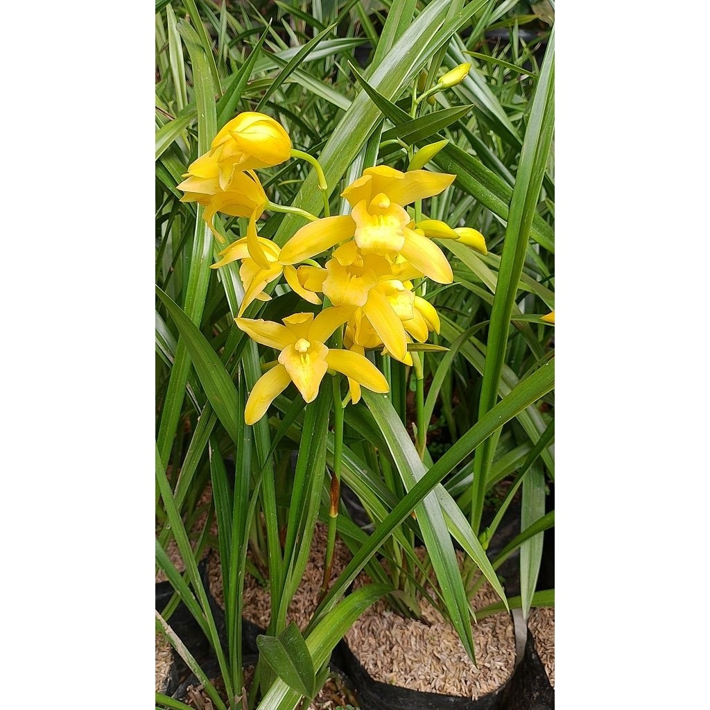 Anggrek Tanah Golden Boy / Cymbidium Golden Boy