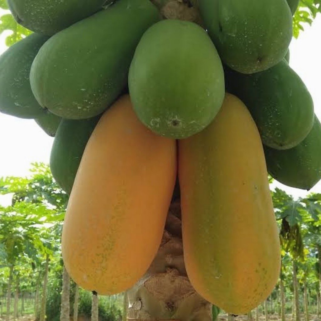 Benih bibit pepaya California F1(isi 20biji)