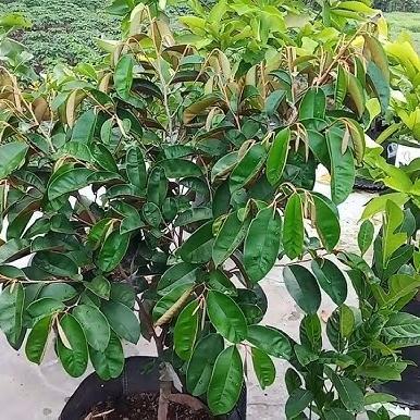Bibit buah Kenitu Ungu Okulasi - Bibit buah langka Kenitu ungu premium
