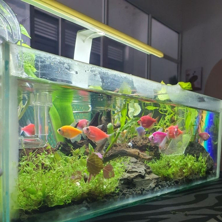 LAMPU AQUARIUM LED AQUARIUM MINI AQUASCAPE LAMPU HIAS AQUARIUM MODEL T