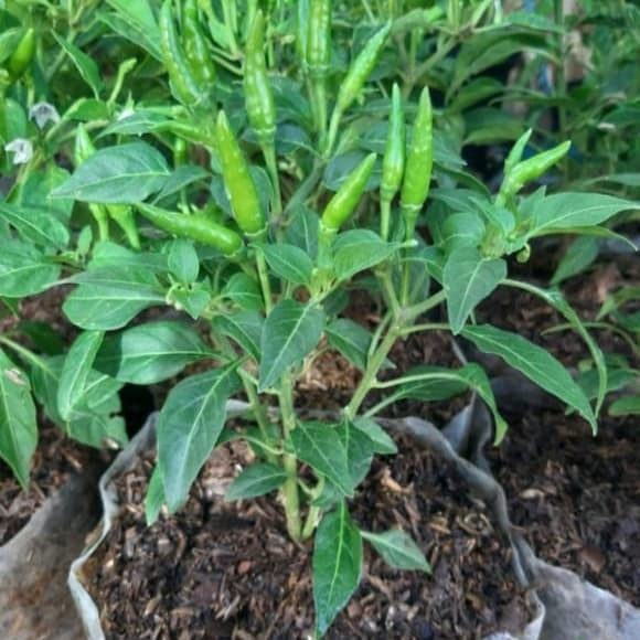 Bibit Tanaman Cabe / Bibit Cabe Rawit Setan Siap Tanam - Pohon Cabe Rawit Setan